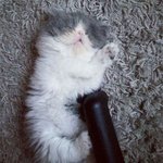 넘치는 털빨에 감당안되는 냥이