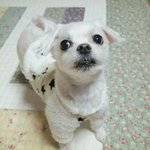 [EXO] 귀엽지 올해 9세..<b>이시다</b>..