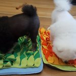 나만 보기아까운 우리집 포메들