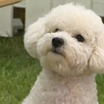 [EXO] *<b>동물사진</b> 모음집*