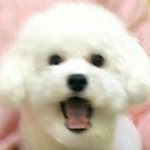 [EXO] 얘덜아 <b>요기</b>봐!!!!!!