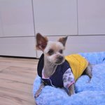 귀남이, 그리고 파양, 두번의 아픔. 귀<b>남이</b>의 평생 가족을 찾습니다.