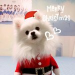 [댓글부탁해] 자기 <b>본진</b> 아이돌이 키우는 강아지