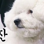 [팬픽] ㅅㄷ)각자 인생명대사 하나씩 쓰고 가