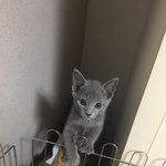 [고양이] 둘째 <b>샤샤</b> 입양기 입니다~