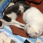 [고양이친구] 우리집 집냥이가 여친을 데려오려고 한다...