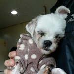 감자와 촬스의 견생역전