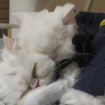 5마리 동거묘