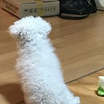 [EXO] 우리집개36) 짤털이 <b>ing</b>...