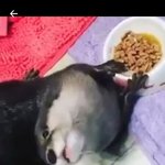 [EXO] <b>수달</b> ㅈㄴ귀엽다