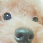 [EXO] 다 조용히해 난 개랑 <b>소통</b>가능하다