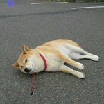 [드루와] 근데 <b>유투</b>버한테 님님거리는거 오글거리지않음?