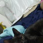 [고양이] 밤에만 <b>활발</b>한 고양이 때문에 고민이에요
