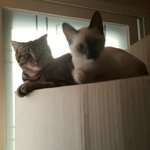 [울루키동생] [3탄]루키동생 <b>기미</b>작가닮은냥이 소개시켜드릴게요