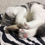 [고양이] <b>로로</b> 일상 파파라치 13탄 (추가글)