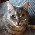 <b>CG</b>로 오해받을 안경 냥이들 ㅎㅎ