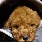 [강아지] 달이 웅이 <b>성장</b>과정! (웅이편)