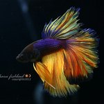 [드루와] 짹 말투 강의해드림 <b>txt</b>