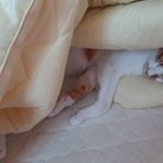 나의 동거남 <b>도칠</b>이 겨울 일상