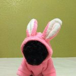 [EXO] 찬열이 강아지 <b>이</b> <b>옷</b> 입혀주고 싶다