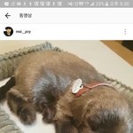 [EXO] ㅁㅊ ㅅㅂ 쵸코 인형이었음?