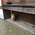 감사) 마당냥이 다복이가 집냥이가 될까요?