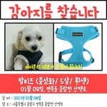 [<b>애견</b>] 중랑구 면목동  강아지를찾습니다