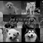 유기<b>견들</b>을 도와주세요