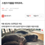 [엑톡베스트] 스컹크 이름좀 지어조라...