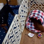 [강아지] 달이 웅이 성장과정! (달웅형제편)