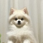 [EXO] 아나 우리집 강아지 내가 내려온뒤로
