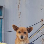 [동행세상] <b>사설</b>보호소에서 태어나고 출산까지 힘든 생활을 하던 믹스견...