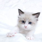 [고양이] 고양이 분양 _ 랙돌 고양이 분양부터 키우기까지