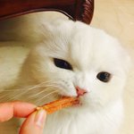 [고양이] 잘생긴 우리집 <b>미묘</b>고양이 하몽이!! 4