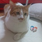 나의 동거남 <b>도칠</b>이와 쥐