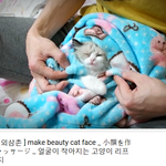 [고양이] 작은 얼굴 만들기 위한 고양이 얼굴 <b>리프팅</b>