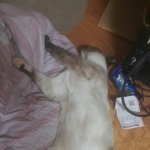 [루키동생샴] [4탄] 둘째 뚜벅이의 어릴<b>적사진</b>을 공개합니다