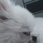 [드루와] <b>울집</b> 멍멍이 잘때 넘 이쁘다