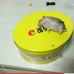 이거봐ㅋㅋ햄스터 죽이고 <b>발뺌</b>하는 수준;;죽은 햄스터라서 혐주의ㅠ
