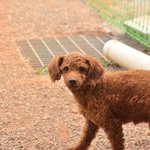 푸들 <b>소울</b>이에게 가족이 되어주세요!