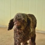 [유기견<b>입양</b>] 새 가족이 되어주세요 ㅠ