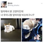 [시우민] <b>밤톨</b>슈 닮은 고양이ㅋㅋ