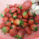 아 딸<b>기존</b>맛