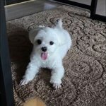 [EXO] 강아지 자랑해야지