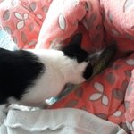 우리집고양이 <b>오이</b>를핥아..