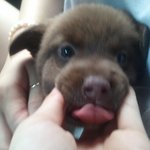 [강아지] <b>역변</b>한 우리 곰돌이 5탄