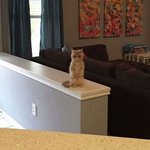 대체 왜 이러는 걸까요?(<b>feat</b>.냥이)