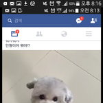 <b>이강아지</b> 무슨종인지아는사람?!