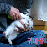 [고양이] 고양이 귀빱 빠진날...