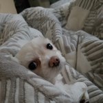 [강아지] ㅋㅋ삥꾸 미용했는데,,,,개망,,,,ㅠㅠ